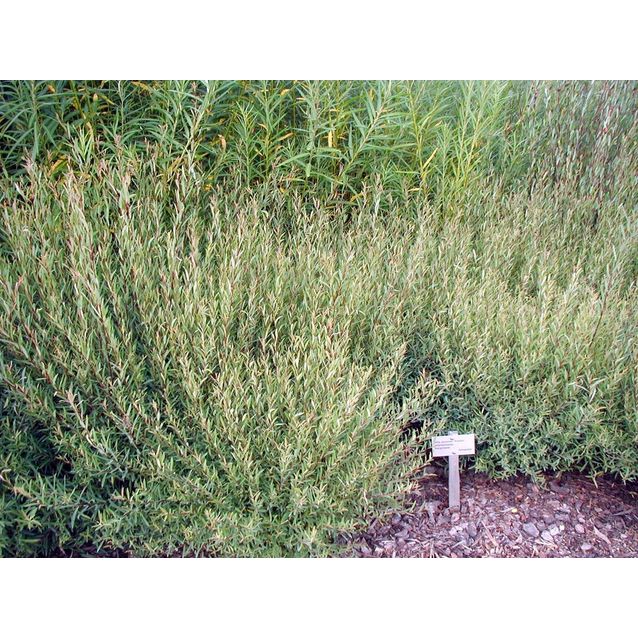 Kääpiöpunapaju Salix purpurea Maisematukku Nana