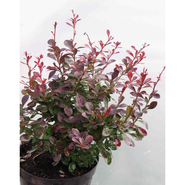 Kääpiöpurppurahappomarja Berberis thunbergii Maisematukku Atropurpurea Nana