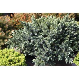 Kääpiösinikataja Juniperus sq. Viheraarni Blue Star 20-25