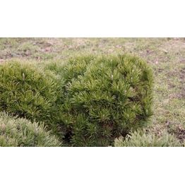 Kääpiövuorimänty Pinus mugo var. Pumilio Viheraarni 30-40