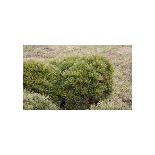 Kääpiövuorimänty Pinus mugo var. Pumilio Maisematukku 30-40