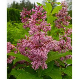 Kaarisyreeni Syringa x josiflexa Viheraarni Veera