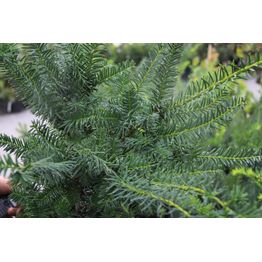 Kartiomarjakuusi Taxus x media Viheraarni Farmen 40-50
