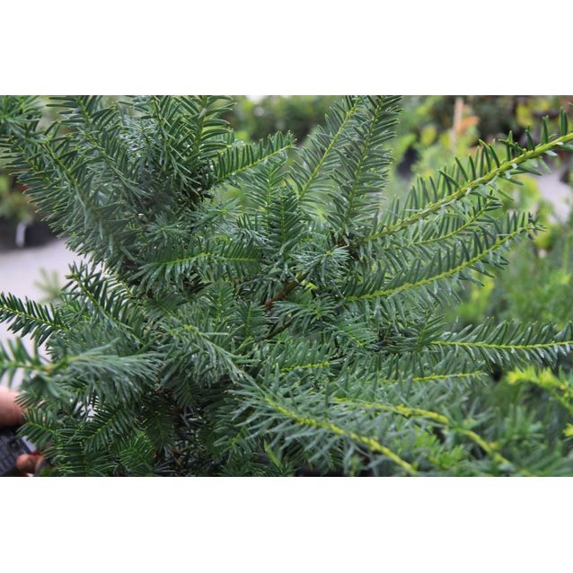 Kartiomarjakuusi Taxus x media Maisematukku Farmen 40-50