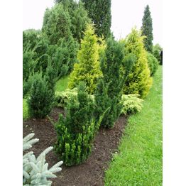 Kartiomarjakuusi Taxus x media Viheraarni Hicksii 60-80