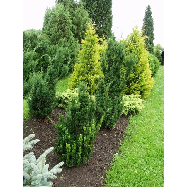 Kartiomarjakuusi Taxus x media Maisematukku Hicksii 60-80