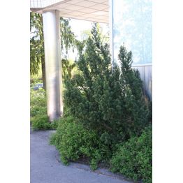 Kartiomarjakuusi Taxus x media Viheraarni Hillii 40-50