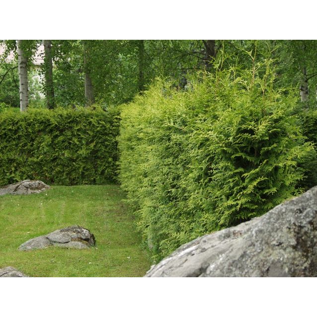 Kartiotuija Thuja occ. Maisematukku Brabant 120-140