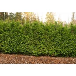 Kartiotuija Thuja occ. Viheraarni Brabant 120-160