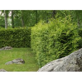 Kartiotuija Thuja occ. Viheraarni Brabant 80-100