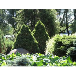 Kartiovalkokuusi Picea glauca Viheraarni Conica 40-50