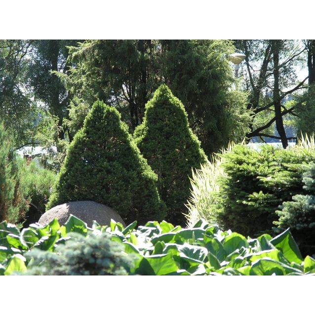 Kartiovalkokuusi Picea glauca Maisematukku Conica 40-50