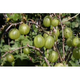 Karviainen Ribes Viheraarni Hinnonmäen Keltainen