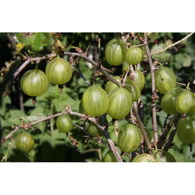 Karviainen Ribes Maisematukku Hinnonmäen Keltainen