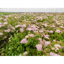 Keijuangervo Spiraea jap. Viheraarni Little Princess