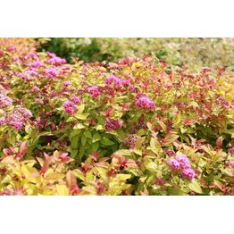 Keltajapaninangervo Spiraea jap. Viheraarni Magic Carpet