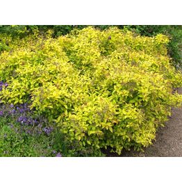 Keltakeijuangervo Spiraea jap. Viheraarni Golden Princess
