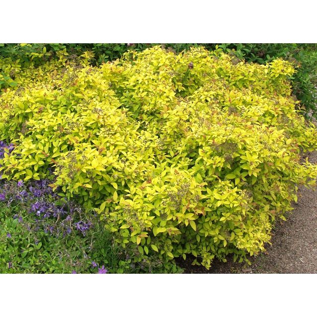 Keltakeijuangervo Spiraea jap. Maisematukku Golden Princess