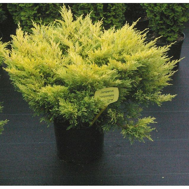 Keltalaakakataja Juniperus hor. Maisematukku Lime Glow 25-30