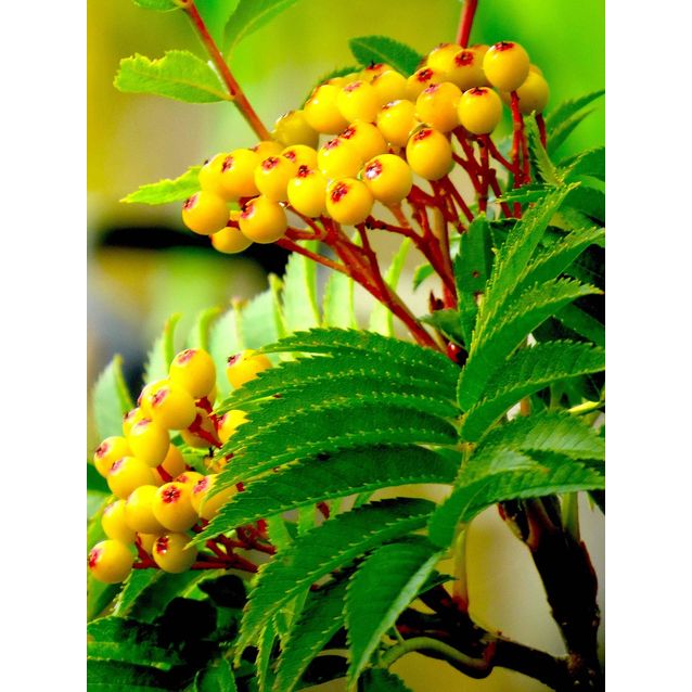 Keltamarjainen pylväspihlaja Sorbus Maisematukku Autumn Spire 150-200