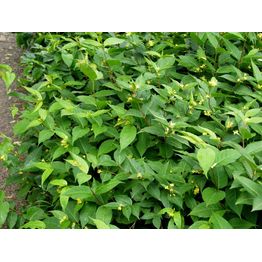 Keltavuohenkuusama Diervilla lonicera Viheraarni