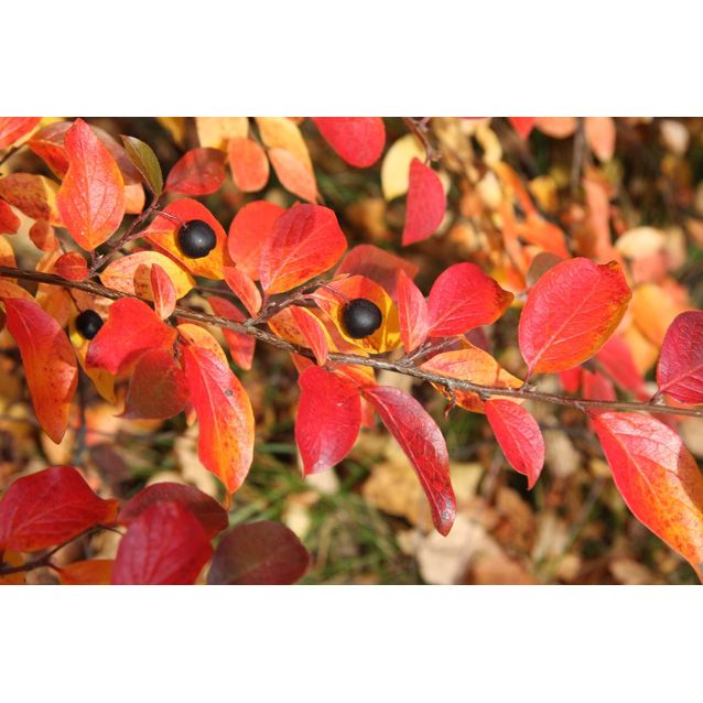 Kiiltotuhkapensas Cotoneaster lucidus Maisematukku