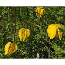 Kiinankeltakärhö Clematis tangutica Viheraarni