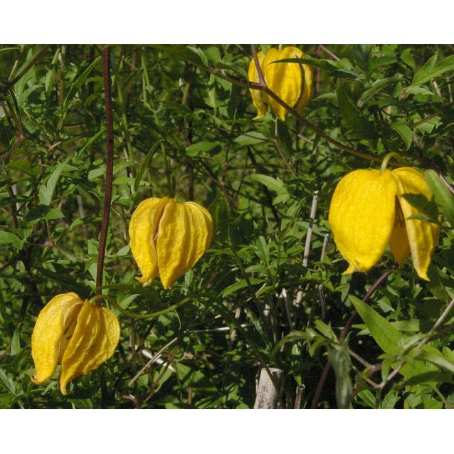 Kiinankeltakärhö Clematis tangutica Maisematukku