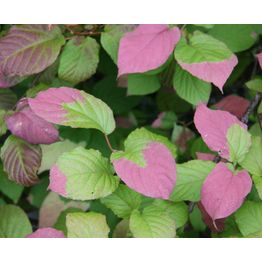 Kiinanlaikkuköynnös Actinidia kolomikta Viheraarni Adam hedekasvi