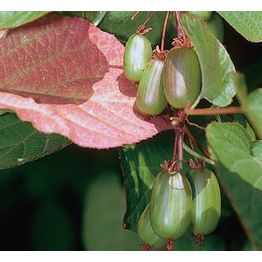 Kiinanlaikkuköynnös Marj. Actinidia kolomikta Viheraarni DR Szymanowski
