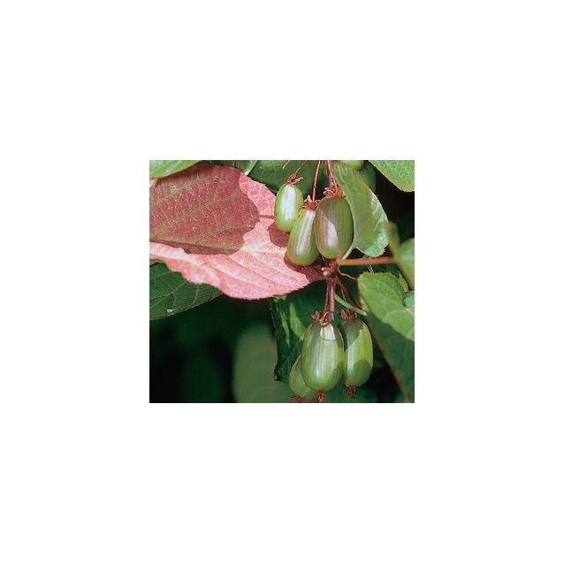 Kiinanlaikkuköynnös Marj. Actinidia kolomikta Maisematukku DR Szymanowski