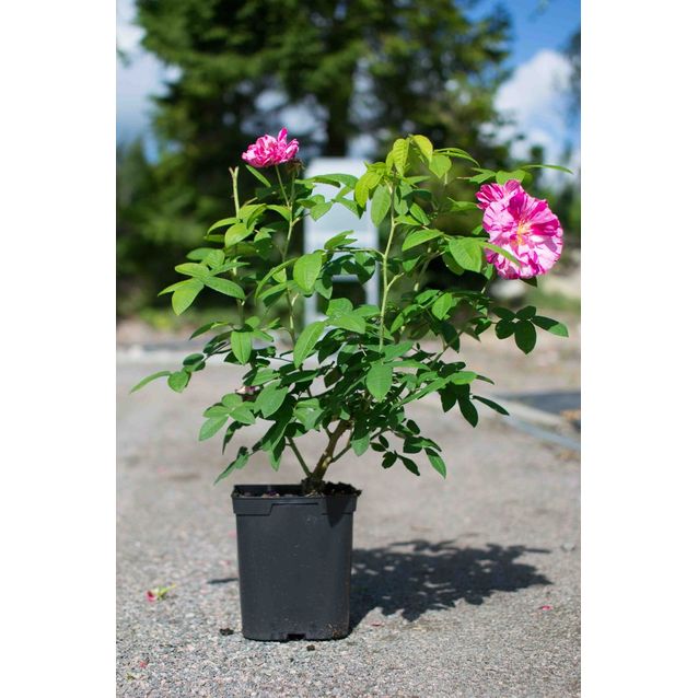 Kirjoapteekkarinruusu Maisematukku Rosa Mundi