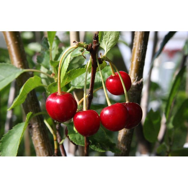 Kirsikka Prunus cerasus Maisematukku Sikkolan Kirsikka