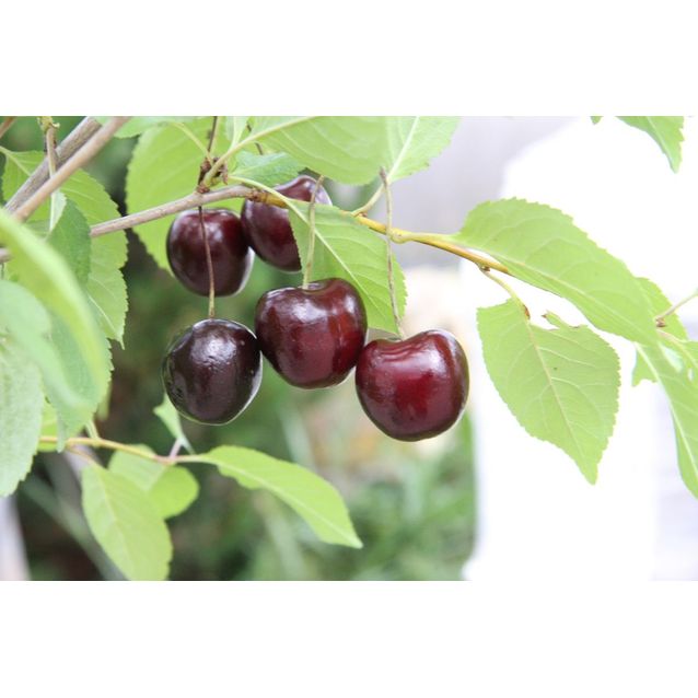 Kirsikka Prunus cerasus Maisematukku Suklaakirsikka