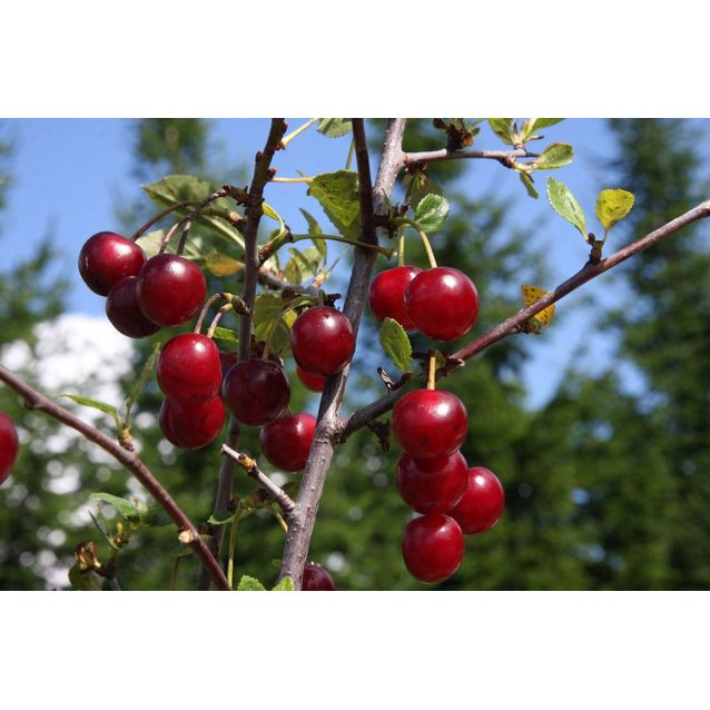 Kirsikka Prunus cerasus Maisematukku Varjomorelli