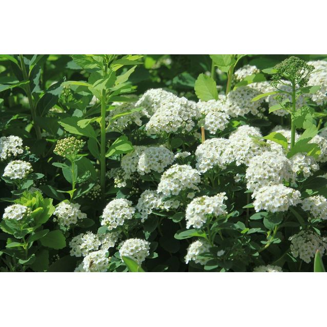 Koivuangervo Spiraea betulifolia Maisematukku