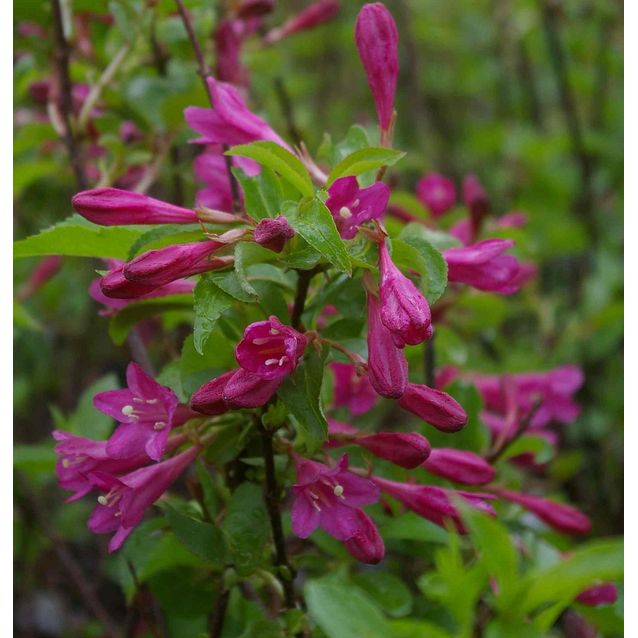Komeakotakuusama Weigela florida Maisematukku Korea
