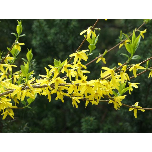 Komeaonnenpensas Forsythia x intermedia Maisematukku Week End
