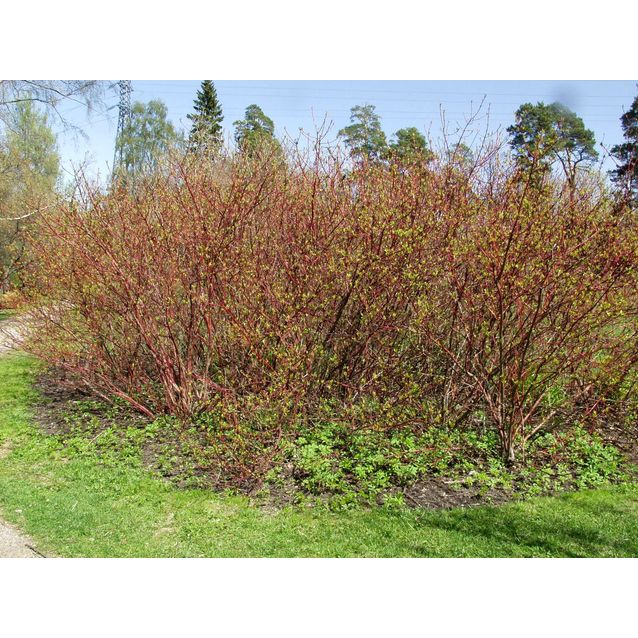 Korallikanukka Cornus alba Maisematukku Sibirica