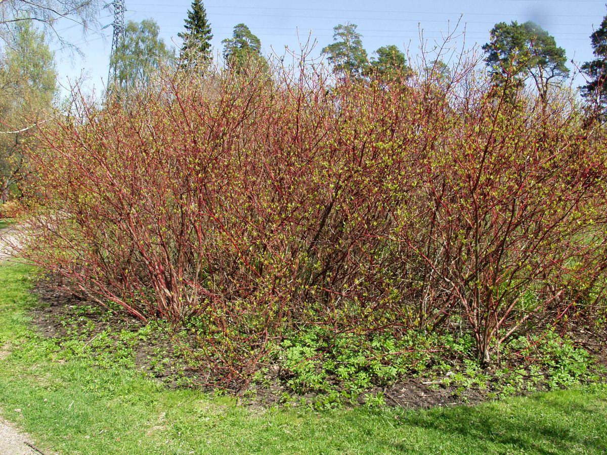 Korallikanukka Cornus Alba Viheraarni Sibirica Korallikanukka Cornus Alba Viheraarni Sibirica