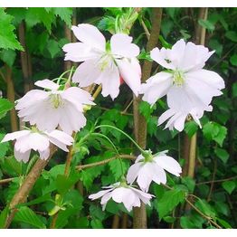 Koristekirsikka Prunus Viheraarni Accolade 150-200