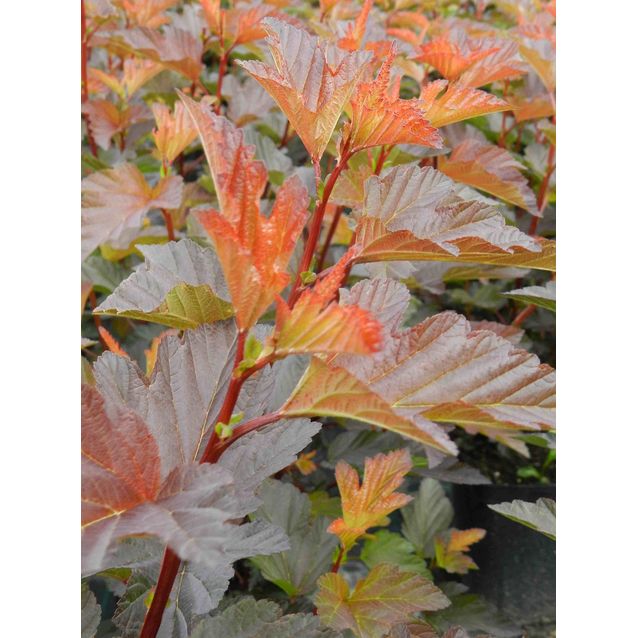 Kupariheisiangervo Physocarpus opulifolius Maisematukku Mindia