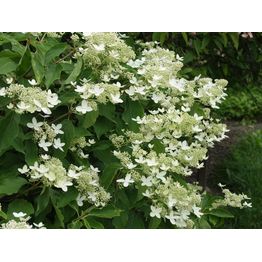 Kuutamohortensia Hudrangea paniculata Viheraarni Praecox