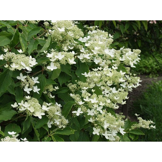 Kuutamohortensia Hudrangea paniculata Maisematukku Praecox