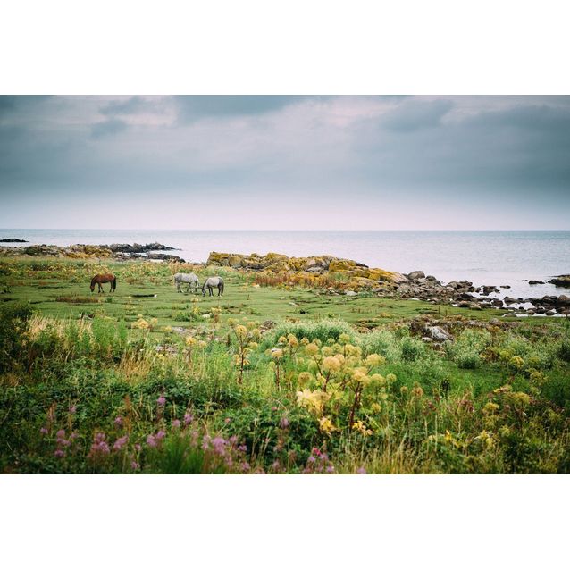 Kuvatapetti Rebel Walls Bareback, non-woven, mittatilaus