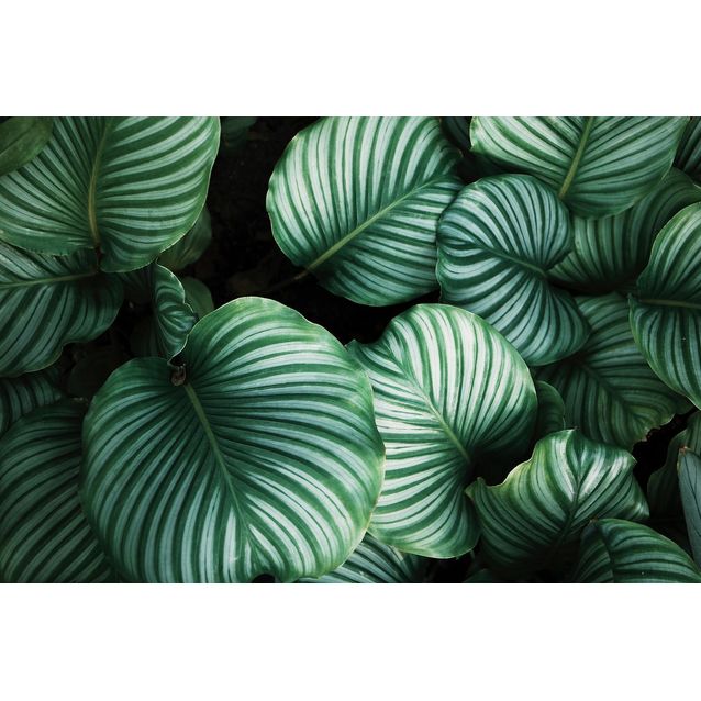 Kuvatapetti Rebel Walls Beetle Valley, non-woven, mittatilaus