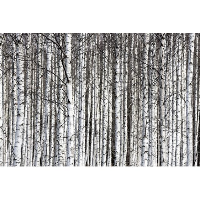 Kuvatapetti Rebel Walls Birch Trunks, non-woven, mittatilaus