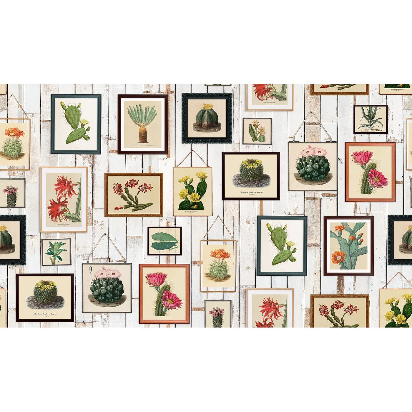 Kuvatapetti Rebel Walls Cactus Wall Art non-woven mittatilaus