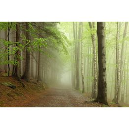 Maisematapetti Rebel Walls Forest Path, metsä, non-woven, mittatilaus