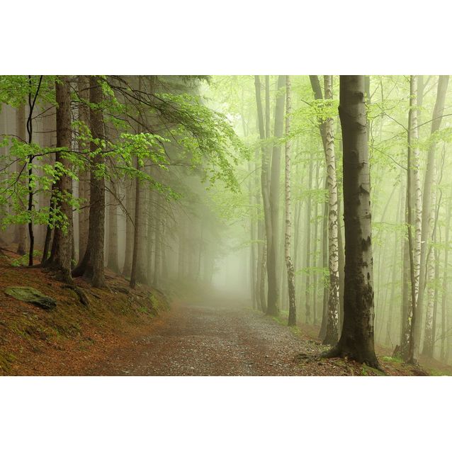 Kuvatapetti Rebel Walls Forest Path, non-woven, mittatilaus